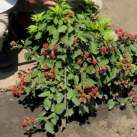 Gervuogė (Rubus) 'Dima'